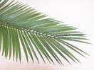 Ветка искусственная лист пальмы